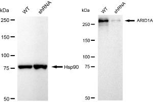 Western blotting analysis using ARID1A antibody (ABIN7797666).