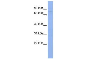 WB Suggested Anti-PAPOLB Antibody Titration:  0. (PAPOLB antibody  (N-Term))
