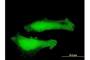 Immunofluorescence of purified MaxPab antibody to MTPN on HeLa cell. (MTPN antibody  (AA 1-118))