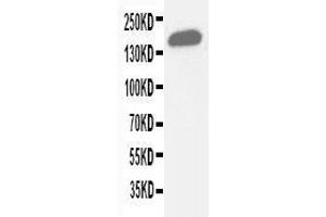 Anti-Gli2 antibody, Western blotting WB: Human Placenta Tissue Lysate (GLI2 antibody  (C-Term))