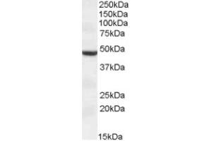 Image no. 1 for anti-Transmembrane Protease, serine 4 (TMPRSS4) (AA 245-257), (Internal Region) antibody (ABIN375124) (TMPRSS4 antibody  (Internal Region))