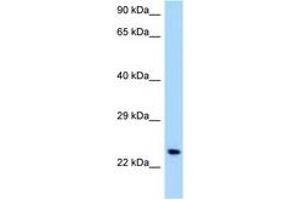 Image no. 1 for anti-Osteoclast Associated Receptor (OSCAR) (C-Term) antibody (ABIN6748008)