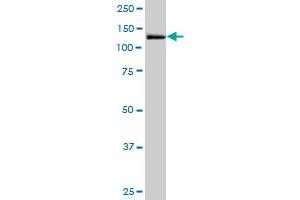 MORC3 MaxPab polyclonal antibody. (MORC3 antibody  (AA 1-939))