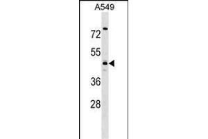 TMOD4 Antibody (Center) (ABIN1537853 and ABIN2849200) western blot analysis in A549 cell line lysates (35 μg/lane).