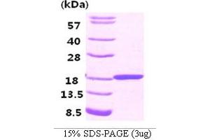 SDS-PAGE (SDS) image for Fatty Acid Binding Protein 3, Muscle and Heart (FABP3) (AA 1-133) protein (His tag) (ABIN666756) (FABP3 Protein (AA 1-133) (His tag))