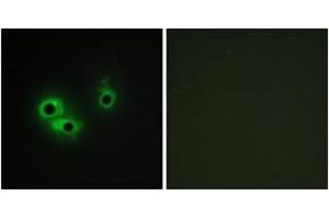 Immunofluorescence analysis of COS7 cells, using AGR3 Antibody. (AGR3 antibody  (AA 1-50))