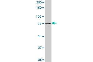 KIF3A MaxPab polyclonal antibody. (KIF3A antibody  (AA 1-702))