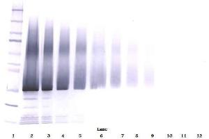 Western Blot (Unreduced) using IGFBP5 Antibody Cat. (IGFBP5 antibody)