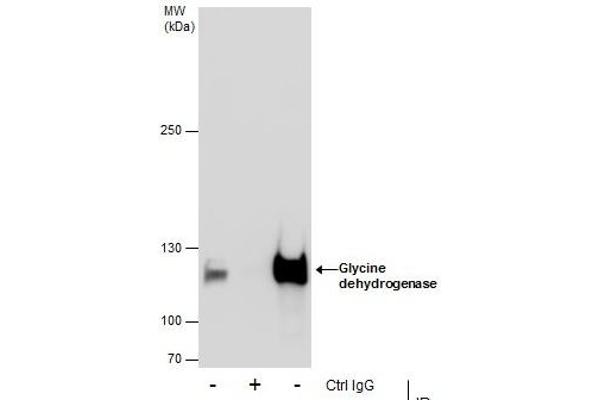 GLDC antibody