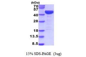 SDS-PAGE (SDS) image for Low Density Lipoprotein Receptor-Related Protein Associated Protein 1 (LRPAP1) (AA 29-360) protein (His tag) (ABIN5854296)