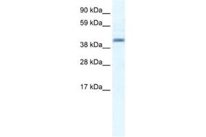 Western Blotting (WB) image for anti-Annexin A7 (ANXA7) antibody (ABIN2461376) (Annexin VII antibody)