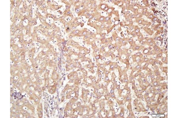 ACCN4 antibody  (AA 451-550)