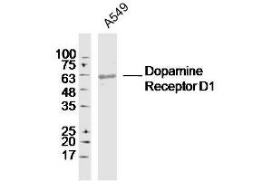 A549 lysates probed with Dopamine Receptor D1 Polyclonal Antibody, Unconjugated  at 1:300 dilution and 4˚C overnight incubation. (Dopamine Receptor d1 antibody  (AA 11-100))