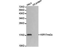 Western blot analysis of extracts of HeLa cell line and H3 protein expressed in E. (Histone 3 antibody  (H3R17me2a))