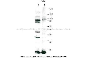 Application: Western blotting  Species + Tissue/Cell type: HeLa cell extract 20000 cells/lane, Xenopus laevis egg extract 0. (TPX2 antibody  (C-Term))