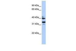 Image no. 1 for anti-Zinc Finger Protein 550 (ZNF550) (AA 84-128) antibody (ABIN6739454) (ZNF550 antibody  (AA 84-128))