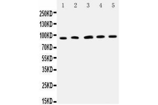 ICAM1 antibody  (AA 198-537)