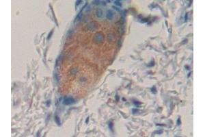 Immunohistochemistry (IHC) image for anti-Coagulation Factor VII (F7) (AA 42-169) antibody (ABIN7440011)
