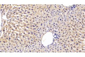 Immunohistochemistry (IHC) image for anti-Apolipoprotein A-IV (APOA4) (AA 299-369) antibody (ABIN7434428)