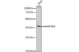 Western blot analysis of extracts of 293T cells, using MK8 antibody (ABIN7268661) at 1:500 dilution. (MAP3K8 antibody  (AA 1-100))