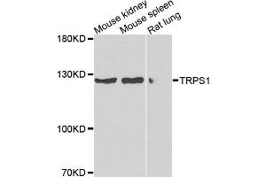 Western blot analysis of extracts of various cells, using TRPS1 antibody. (TRPS1 antibody)