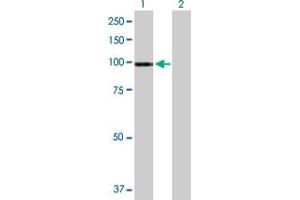 Western Blot analysis of ATP2C1 expression in transfected 293T cell line by ATP2C1 MaxPab polyclonal antibody. (ATP2C1 antibody  (AA 1-919))