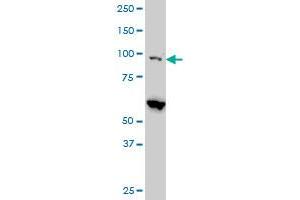 EIF4G2 monoclonal antibody (M01), clone 3B5 Western Blot analysis of EIF4G2 expression in Hela S3 NE . (EIF4G2 antibody  (AA 811-889))