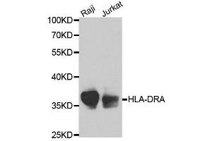 Western blot analysis of extracts of various cell lines, using HLA-DRA antibody. (HLA-DRA antibody  (AA 26-216))