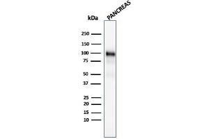 Western Blot Analysis of human Pancreas tissue lysate using GP2 Mouse Monoclonal Antibody (GP2/1805). (GP2 antibody  (AA 35-179))