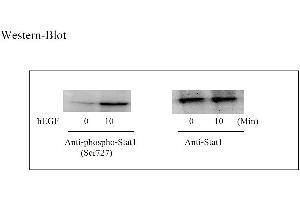 Image no. 5 for Signal Transducer and Activator of Transcription 1, 91kDa (STAT1) ELISA Kit (ABIN625230)