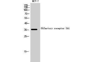Western Blotting (WB) image for anti-Olfactory Receptor, Family 5, Subfamily A, Member 1 (OR5A1) (C-Term) antibody (ABIN3186143)
