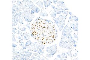 Immunohistochemistry (IHC) image for anti-Transcription Factor MafA (MAFA) (AA 125-175) antibody (ABIN7449538) (Recombinant MAFA antibody  (AA 125-175))