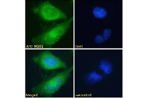 ABIN184714 Immunofluorescence analysis of paraformaldehyde fixed U251 cells, permeabilized with 0. (NQO1 antibody  (C-Term))