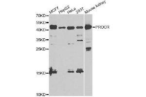 Western blot analysis of extracts of various cell lines, using PROCR antibody. (PROCR antibody  (AA 18-210))