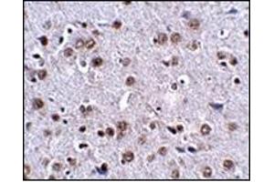 Immunohistochemistry of LRFN4 in mouse brain tissue with this product at 2. (LRFN4 antibody  (C-Term))