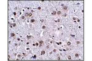 Immunohistochemistry of LRFN4 in mouse brain tissue with this product at 2.