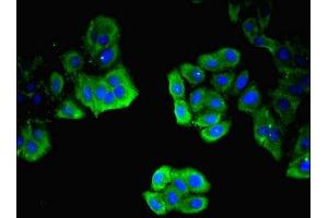 Immunofluorescent analysis of HepG2 cells using ABIN7156381 at dilution of 1:100 and Alexa Fluor 488-congugated AffiniPure Goat Anti-Rabbit IgG(H+L) (ITM2A antibody  (AA 79-263))