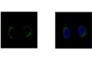 ICC/IF Image GCP2 antibody [N1N2], N-term detects TUBGCP2 protein at centrosome by confocal immunofluorescent analysis. (TUBGCP2 antibody  (N-Term))
