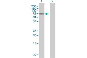 ZNF354A antibody  (AA 1-605)