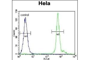 EMG1 Antibody (Center) (ABIN655081 and ABIN2844713) flow cytometric analysis of Hela cells (right histogram) compared to a negative control cell (left histogram). (EMG1 antibody  (AA 104-133))