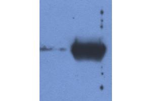 Detection of IgG light chain in reduced samples of Fetal Calf Serum (left lane) and Bovine Serum (right lane) by antibody IVA285-1. (Mouse anti-Cow Ig Light Chains Antibody)