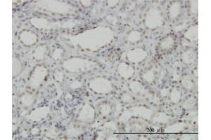 Immunoperoxidase of monoclonal antibody to CDKL1 on formalin-fixed paraffin-embedded human kidney. (CDKL1 antibody  (AA 259-358))