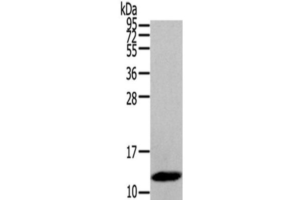 DEFB112 anticorps