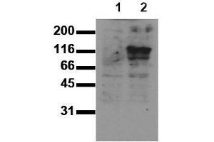 Western Blotting (WB) image for anti-M-Cadherin (CDH15) (Extracellular Domain) antibody (ABIN126736) (CDH15 antibody  (Extracellular Domain))