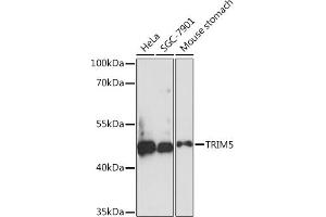 Western blot analysis of extracts of various cell lines, using TRIM5 Rabbit pAb (ABIN7270992) at 1:1000 dilution. (TRIM5 antibody  (AA 100-200))