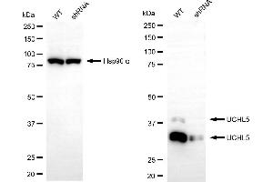 Western blotting analysis using UCHL5 antibody (ABIN7800711).
