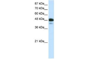 WB Suggested Anti-NEUROD2 Antibody Titration:  0. (NEUROD2 antibody  (N-Term))