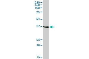 GAPDH MaxPab rabbit polyclonal antibody. (GAPDH antibody  (AA 1-335))
