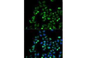 Immunofluorescence analysis of HeLa cells using CD274 antibody (ABIN5997392). (PD-L1 antibody)