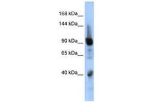 Image no. 1 for anti-Zinc Finger Protein 507 (ZNF507) (AA 575-624) antibody (ABIN6740447)